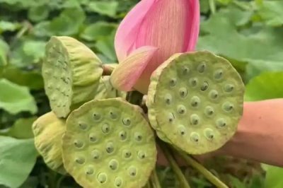 蓮蓬的寓意，寓意多子多孫
