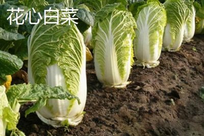大白菜產(chǎn)品的發(fā)展趨勢，加工專用品種將成為育種目標(biāo)之一
