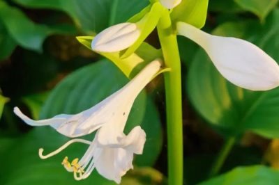 喜陰耐寒的室內(nèi)植物花卉有哪些，常見的有茶花、風(fēng)信子、郁金香等