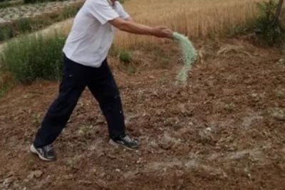 使用尿素的誤區(qū)，不可以撒施或作為種肥