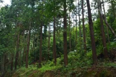 農(nóng)業(yè)部門有哪些，分為種植業(yè)、林業(yè)、漁業(yè)、畜牧業(yè)、副業(yè)