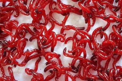 手竿釣白條魚怎么選餌料，可選自然餌料和商品餌料
