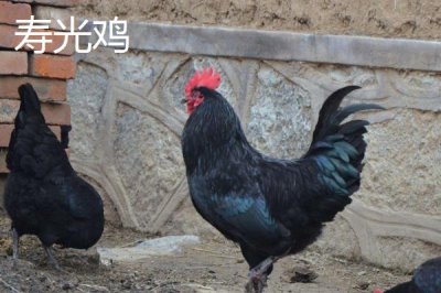 產(chǎn)蛋率高的雞品種,部分也可作為肉雞養(yǎng)殖