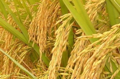 龍兩優(yōu)506水稻品種的特性，每畝插足7－8萬基本苗
