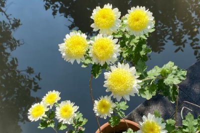梅蘭竹菊的寓意，梅花寓意百折不撓