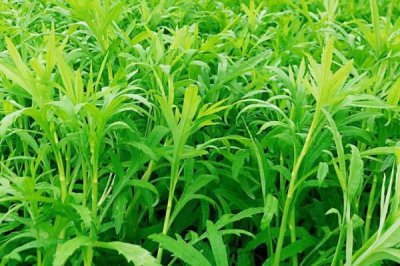 比較賺錢的特種蔬菜，這五種食用價值和營養(yǎng)價值都比較高