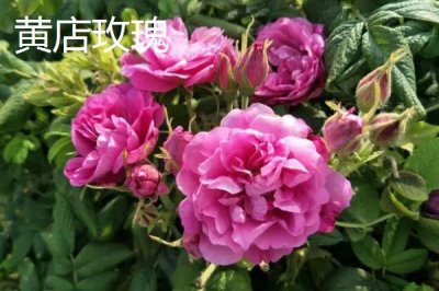 山東定陶區(qū)的特產(chǎn)，南王店西瓜深受市場(chǎng)的歡迎