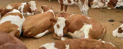 牛無法站立怎么治療，可在飼料中添加礦物質(zhì)和微量元素