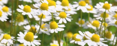 象征和諧的花有哪些，有雛菊、合歡花、百合花等