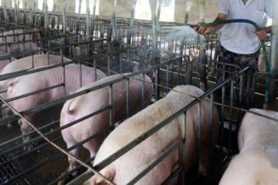養(yǎng)豬場如何除臭，可調(diào)整飼料或物理除臭等
