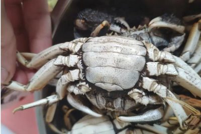 螃蟹一共有多少條腿，2只螯足加8只步足