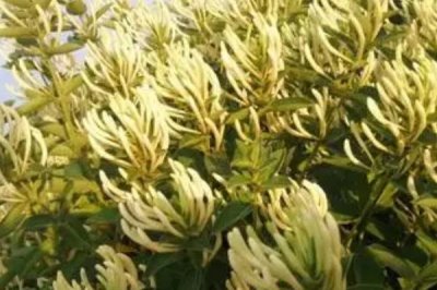 金銀花苗品種介紹，根據(jù)品種習性及種植條件選擇