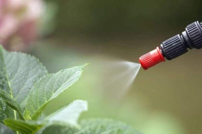 制作無公害土農(nóng)藥的技巧，用小蘇打兌水噴霧可防治部分蔬菜病害