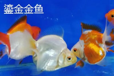 買金魚去哪里買，選擇正規(guī)的市場(chǎng)購(gòu)買較好