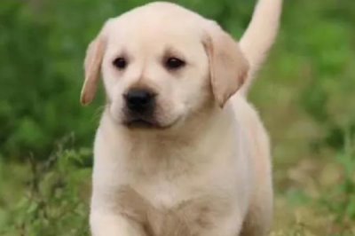 拉布拉多幼犬如何飼養(yǎng)，需按照少量多餐的原則喂食