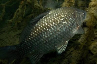 烏龍鯽的產(chǎn)地，該魚種有“水中黑玫瑰”之稱