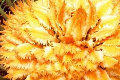 鐵樹(shù)開(kāi)花是吉兆還是兇兆,是大富大貴的吉兆