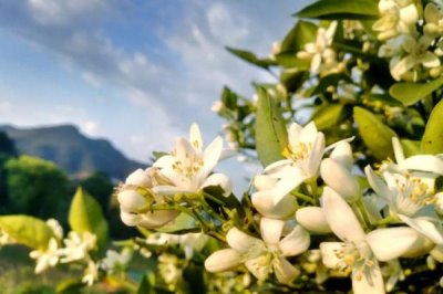 臍橙樹(shù)花果期怎么管理，需根據(jù)樹(shù)勢(shì)做好疏花疏果工作