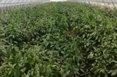 溫室辣椒如何施肥，不同生育期所需肥也不同