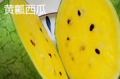 黃瓤西瓜和紅瓤西瓜的區(qū)別，口感和價格均不同