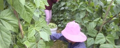 四季豆開花后要過多久才能采收，經(jīng)過15-20天即可進(jìn)入收獲期