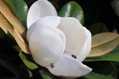 廣玉蘭的產(chǎn)地分布，在長江流域以南各大城市栽培