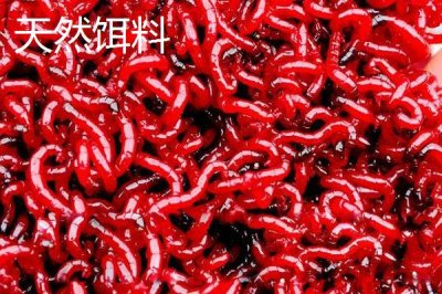 觀賞魚的飼料種類，天然餌料或人工飼料都適用