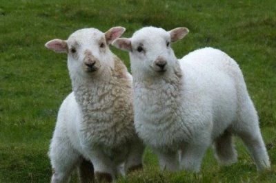 家畜飼養(yǎng)的情況，大多數(shù)企業(yè)都處于傳統(tǒng)粗放型的發(fā)展?fàn)顟B(tài)