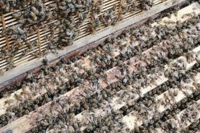 一箱蜜蜂的價(jià)格，通常需要300-600元左右