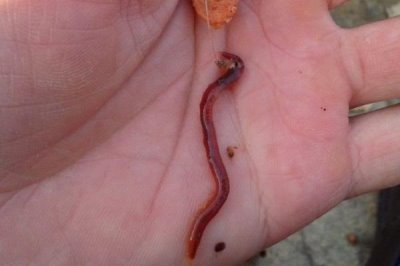秋季能不能用蚯蚓釣鯉魚，可以垂釣但要注意打窩