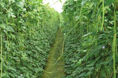 種植哪些蔬菜可以致富，青蒜、油麥菜、小白菜等品種均為適宜選擇