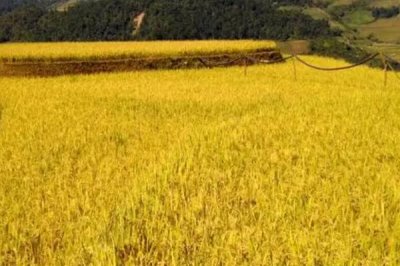 懶人稻的適種區(qū)域，適合種植在長江以南地區(qū)