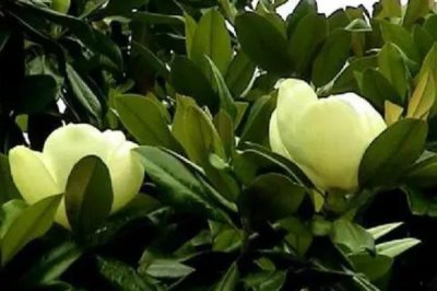 廣玉蘭的產(chǎn)地分布，在長江流域以南各大城市栽培