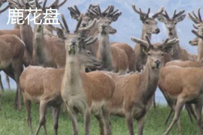 吉林遼源的特產(chǎn)，東遼黑豬是中國國家地理標(biāo)志產(chǎn)品