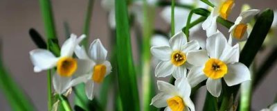 白色花卉品種，包括水仙花、梔子花、茉莉花等種類