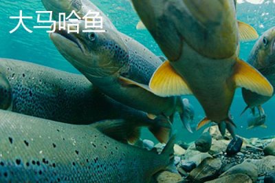 黑龍江佳木斯市的特產(chǎn)，包括力佳風(fēng)干腸、抱馬子茶葉筒等種類
