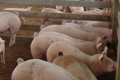 養(yǎng)豬需要辦理什么手續(xù)，農(nóng)村小型養(yǎng)豬場(chǎng)只需辦理個(gè)體工商戶《營(yíng)業(yè)執(zhí)照》