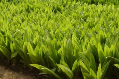 春種油麥菜注意事項，露地栽培可在五月中旬播種