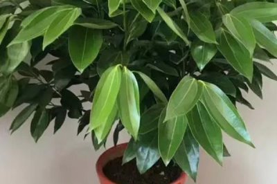 平安樹葉子發(fā)黃掉落怎么辦，可檢查根系或進(jìn)行遮陰等