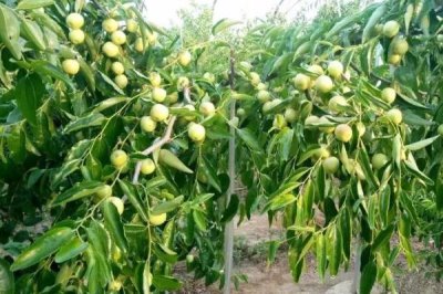 冬棗的種植環(huán)境要求，需具備充足的光照、土壤需足夠肥沃