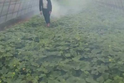 植物防凍劑的使用方法，通常按照800-1000倍使用效果最佳