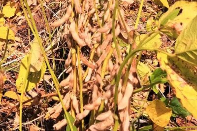 渝豆20號大豆品種簡介，加強病蟲害防治