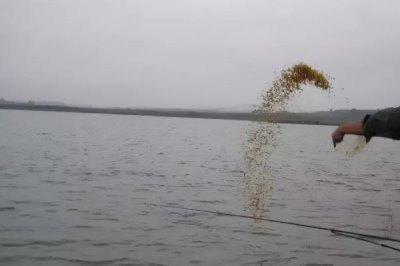 怎么在黑坑中釣青魚，用顆粒飼料打窩可起到引誘效果