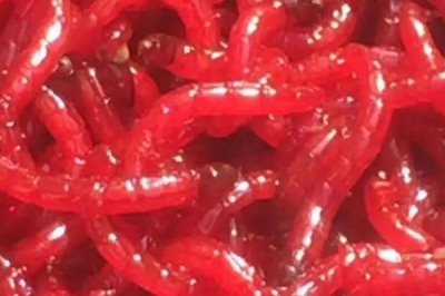 錦鯉魚吃什么食物，分為植物性飼料、動物性飼料、合成飼料