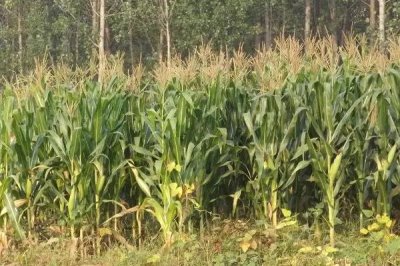 蜜甜18玉米種簡(jiǎn)介，露地直播4月初播種