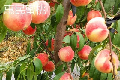 山東惠民縣的特產(chǎn)，惠民西瓜具有悠久歷史