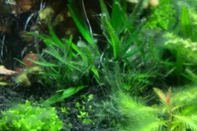 怎樣清除水草上的綠藻，可人工清除或生物防治等