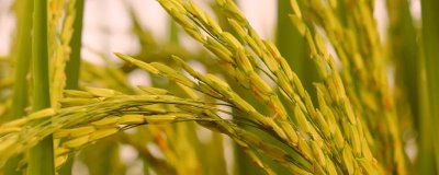 望兩優(yōu)909水稻種子特征特性，4月中下旬播種