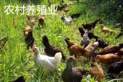 農(nóng)村養(yǎng)殖業(yè)和種植業(yè)對比，養(yǎng)殖業(yè)的風(fēng)險(xiǎn)比種植業(yè)更高