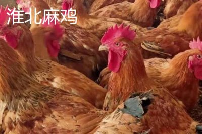 安徽省蕭縣的特產(chǎn)，高灘蘿卜久負盛名